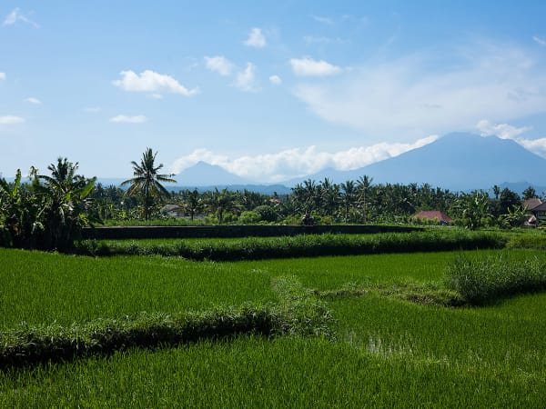 Puri Nirwana - Rice Field